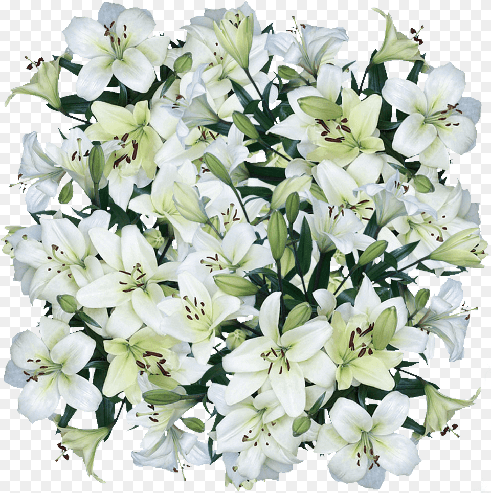 Asiatic Lily White Cut Flowers For Sale Lily, Flower, Plant, Flower Arrangement, Flower Bouquet Free Transparent Png