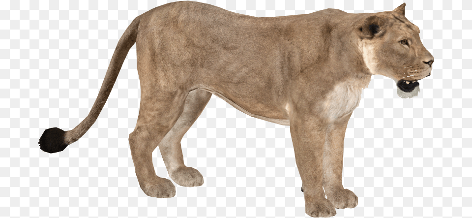 Asiatic Lion Wiki, Animal, Mammal, Wildlife Png