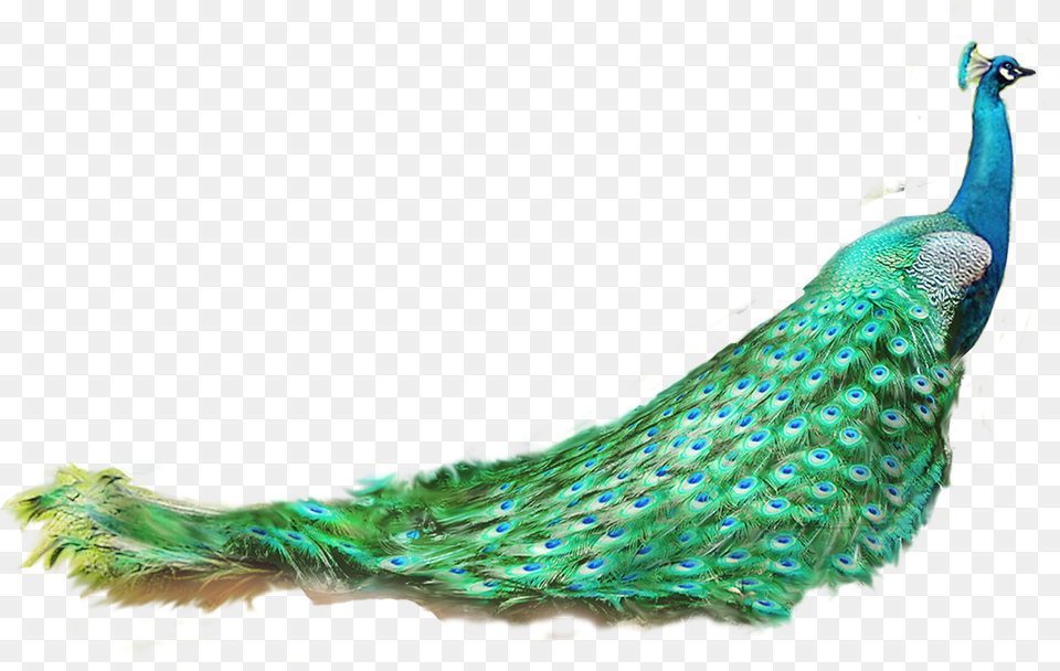 Asiatic Peafowl Feather Peacock, Animal, Bird Free Png