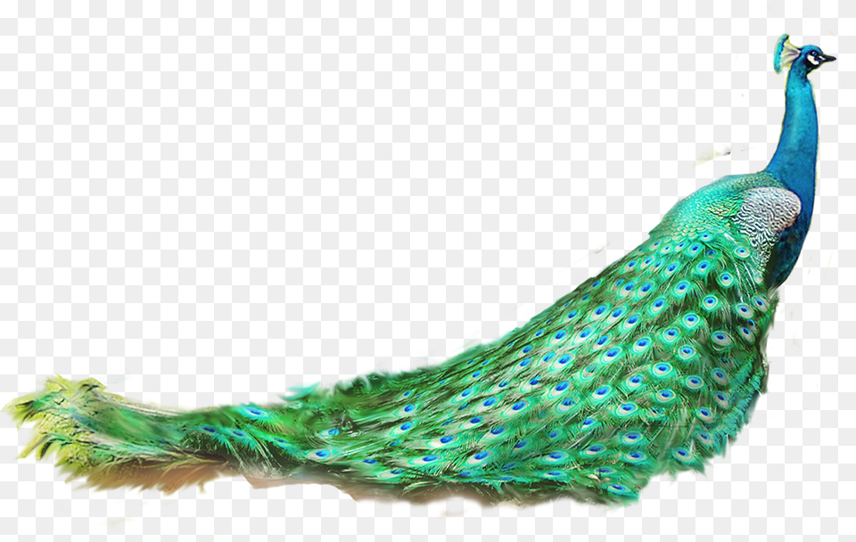 Asiatic Peafowl Feather Peacock Free Transparent Png