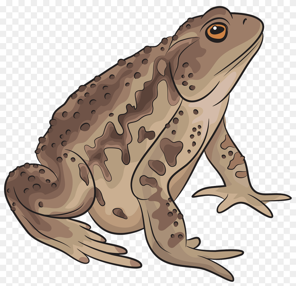Asiatic Toad Clipart, Animal, Wildlife, Amphibian, Frog Png