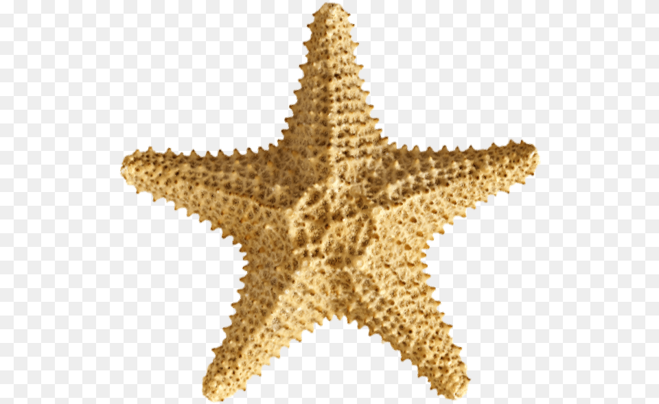 Ask A Member Of Our Team About Our New Year39s Eve Packages Carolina Hardware And Decor Starfish 2 15quot Round, Animal, Sea Life, Invertebrate, Fish Free Png Download