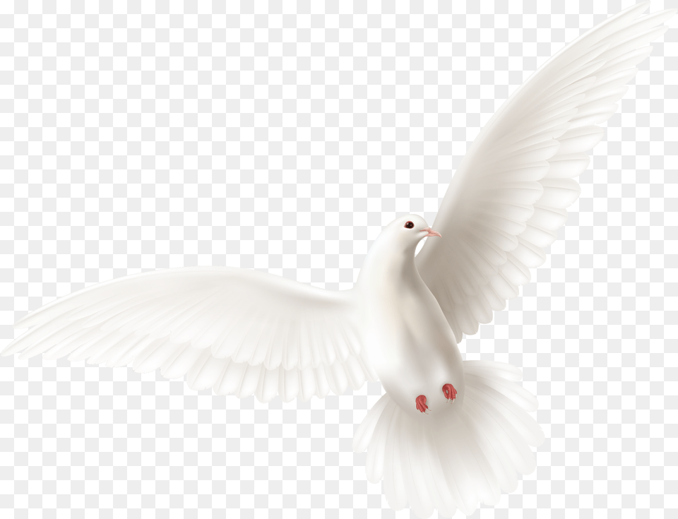 Ask Trinity House Of Power Ministries Pigeons And Doves, Animal, Bird, Pigeon, Dove Free Png Download