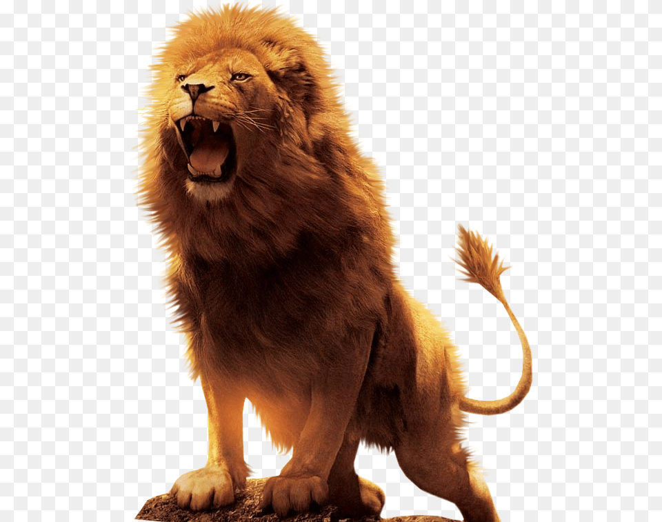 Aslan Lion Desktop Wallpaper Download Lion, Animal, Mammal, Wildlife Png Image