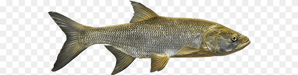 Asp Fish, Animal, Sea Life, Food, Mullet Fish Free Transparent Png
