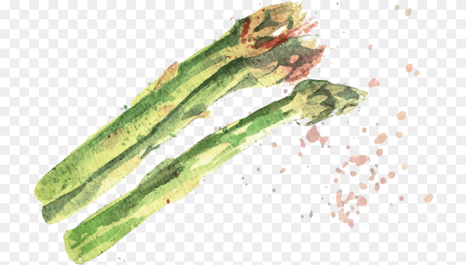 Asparagus Chlorophyta, Food, Produce Png