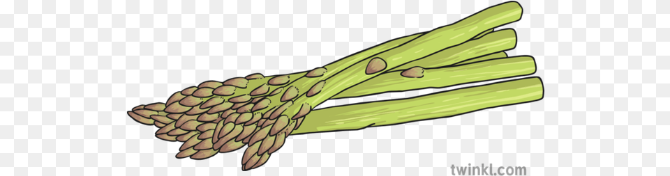 Asparagus Illustration Chard, Food, Plant, Produce, Vegetable Free Png Download
