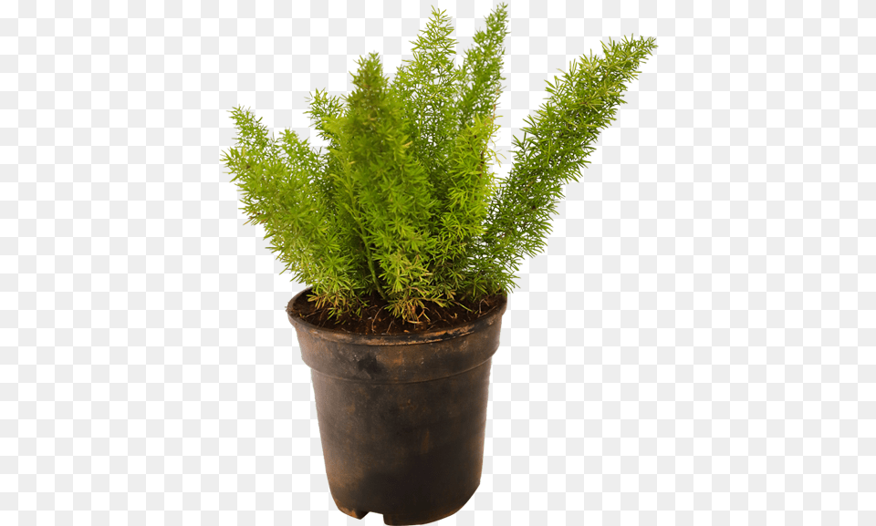 Asparagus Meyeri, Fern, Moss, Plant, Tree Free Png Download