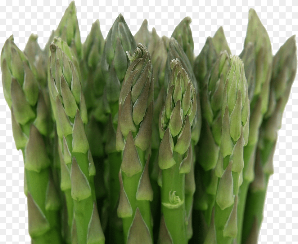 Asparagus Net Carbs In Celery, Food, Plant, Produce, Vegetable Png