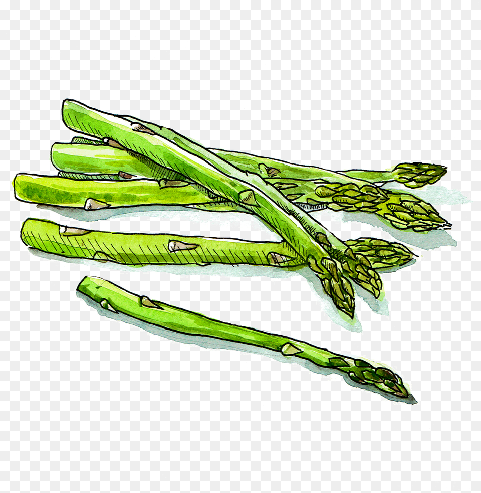 Asparagus White Background Garden Asparagus, Food, Plant, Produce, Vegetable Free Png Download