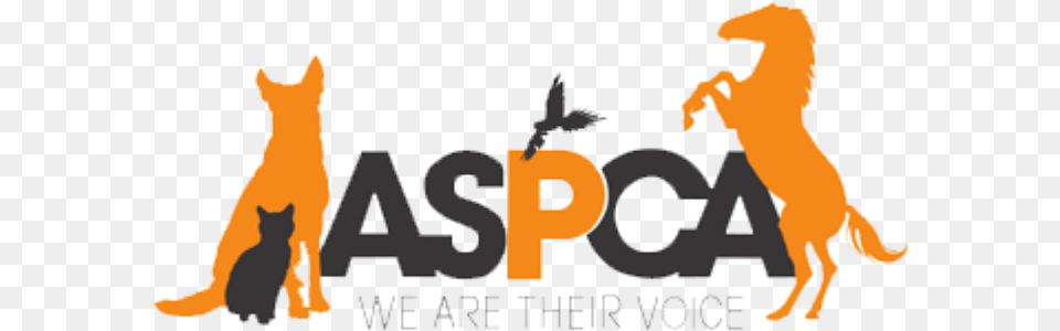 Aspca Organization, Animal, Cat, Mammal, Pet Png