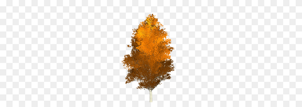 Aspen Leaf, Plant, Tree, Maple Png