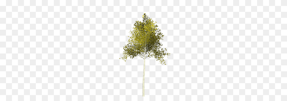 Aspen Plant, Tree, Oak, Sycamore Free Png