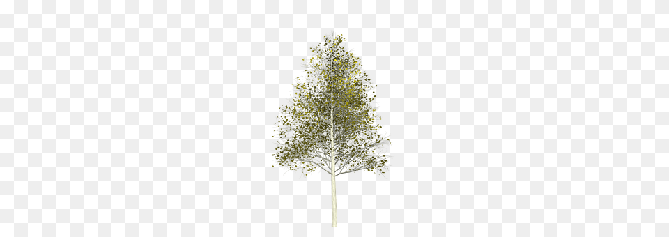 Aspen Plant, Tree, Chandelier, Lamp Free Png Download