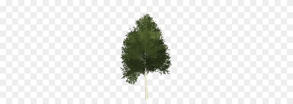 Aspen Oak, Tree, Sycamore, Plant Png