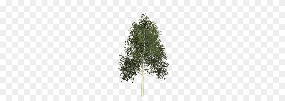 Aspen Plant, Tree, Fir, Conifer Free Png Download