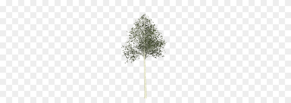 Aspen Plant, Tree, Fir, Chandelier Free Transparent Png