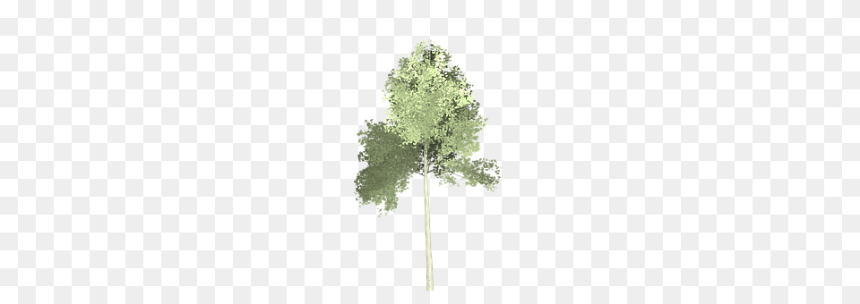 Aspen Tree, Plant, Woodland, Vegetation Free Png