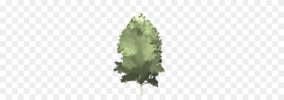 Aspen Tree, Plant, Leaf, Fir Png Image