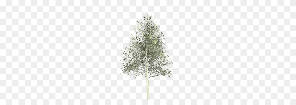 Aspen Plant, Tree, Fir, Conifer Png Image