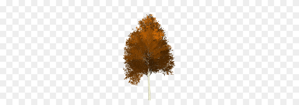 Aspen Tree, Plant, Leaf, Maple Png