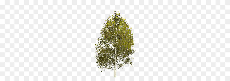 Aspen Plant, Tree, Conifer, Fir Free Png