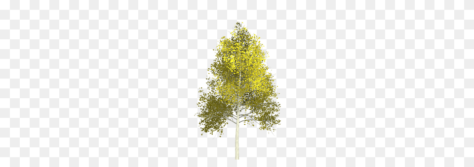 Aspen Conifer, Plant, Tree, Oak Png Image