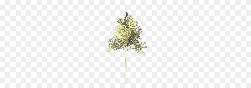 Aspen Plant, Tree, Oak, Sycamore Png