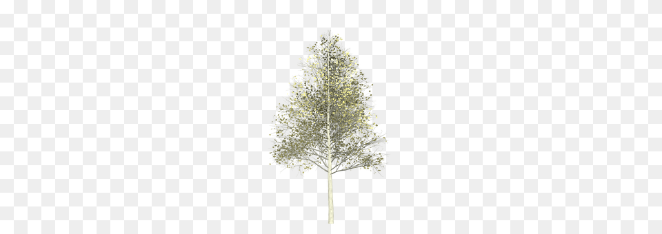 Aspen Plant, Tree, Chandelier, Lamp Png Image