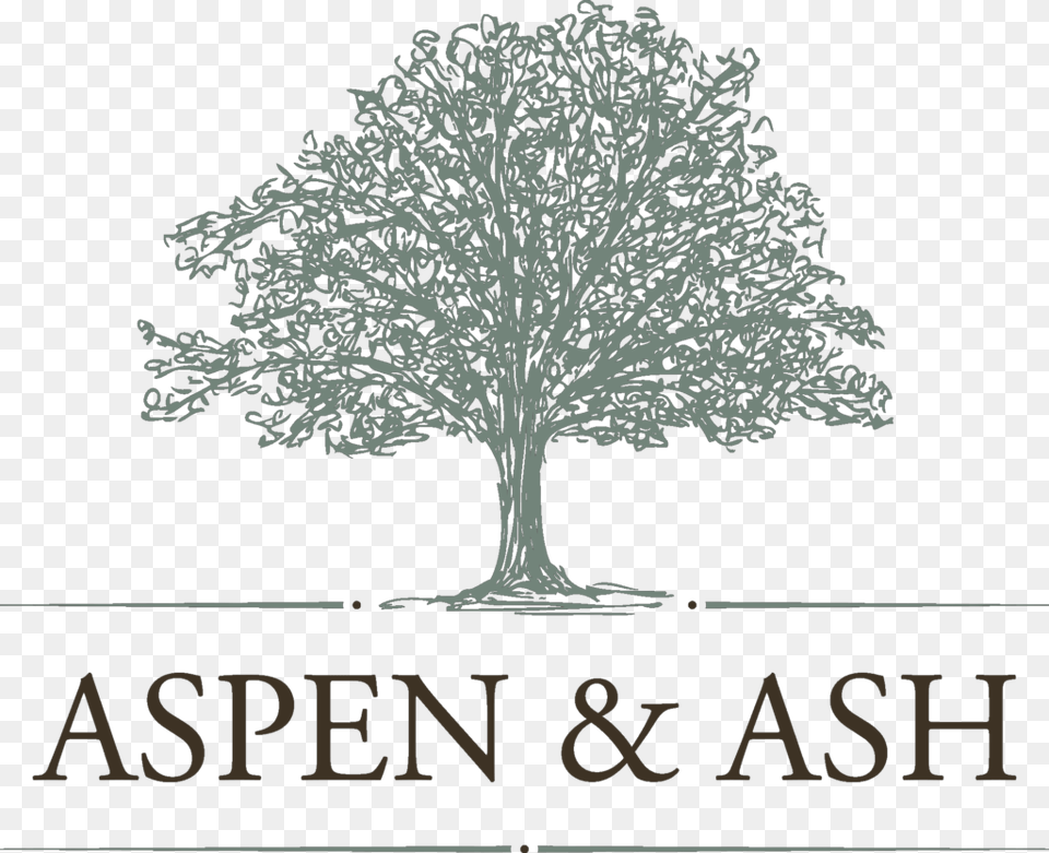 Aspen And Ash Veritas International Business School, Plant, Tree, Oak, Sycamore Free Png