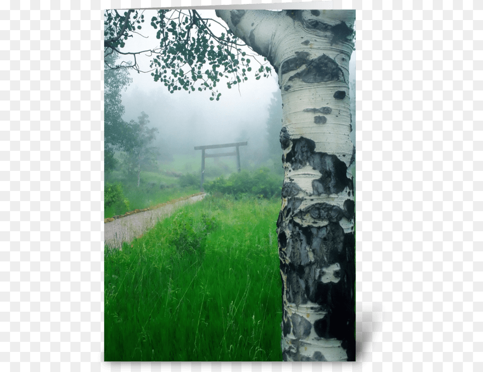 Aspen Gate Mist Greeting Card Still Life, Nature, Outdoors, Plant, Tree Free Png