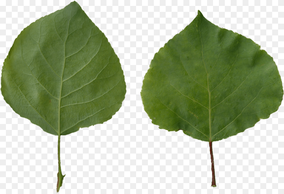 Aspen Tree, Leaf, Plant Png Image
