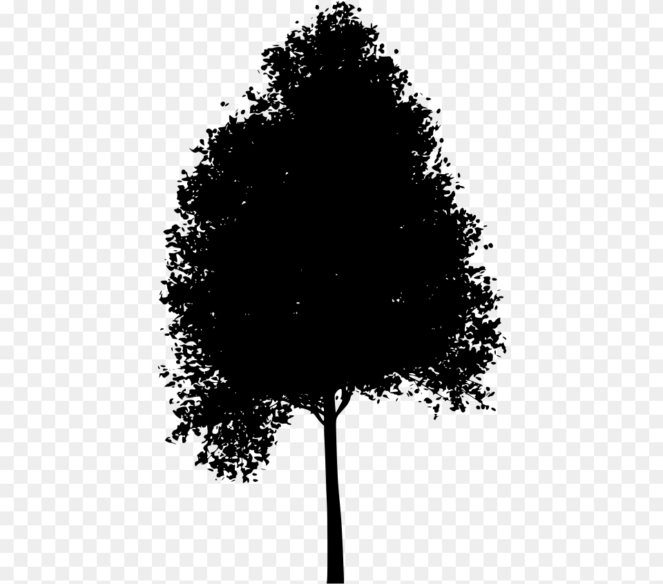 Aspen Tree Aspen Tree Clipart, Gray Png Image