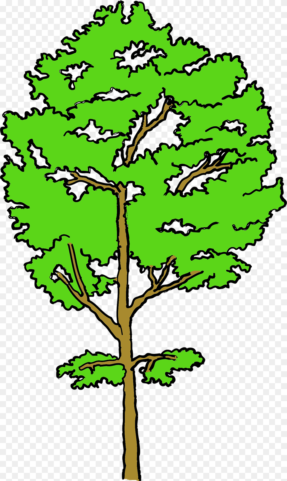 Aspen Tree Clipart, Plant, Sycamore, Oak, Conifer Free Png