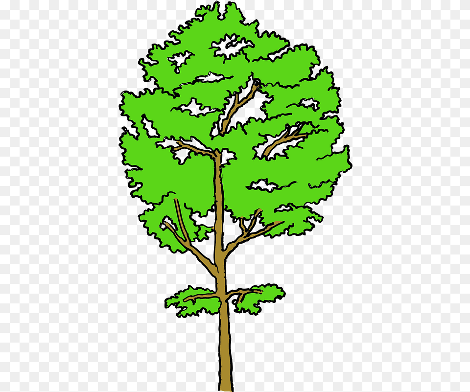 Aspen Tree Clipart Cottonwood, Plant, Sycamore, Oak, Leaf Free Png