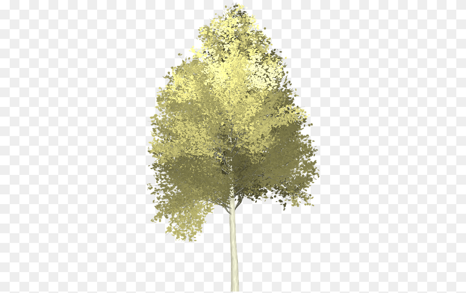 Aspen Tree Clipart Transparent Aspen Tree Transparent Background, Plant, Sycamore, Oak, Grove Png Image