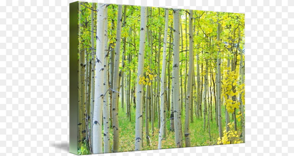 Aspen Tree Forest Autumn Time Paper Birch, Woodland, Vegetation, Scenery, Plant Png Image