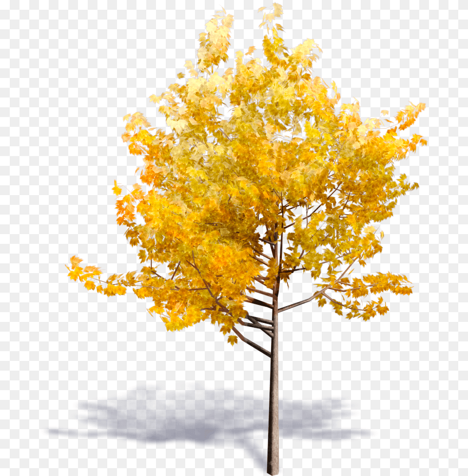 Aspen Tree Generic Autumn Tree Fall Yellow Tree Arboles En 3d, Leaf, Maple, Plant Free Png Download