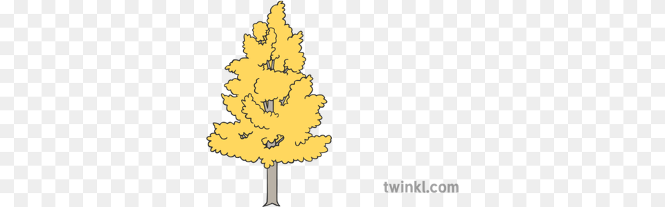 Aspen Tree Illustration Language, Conifer, Plant Png Image