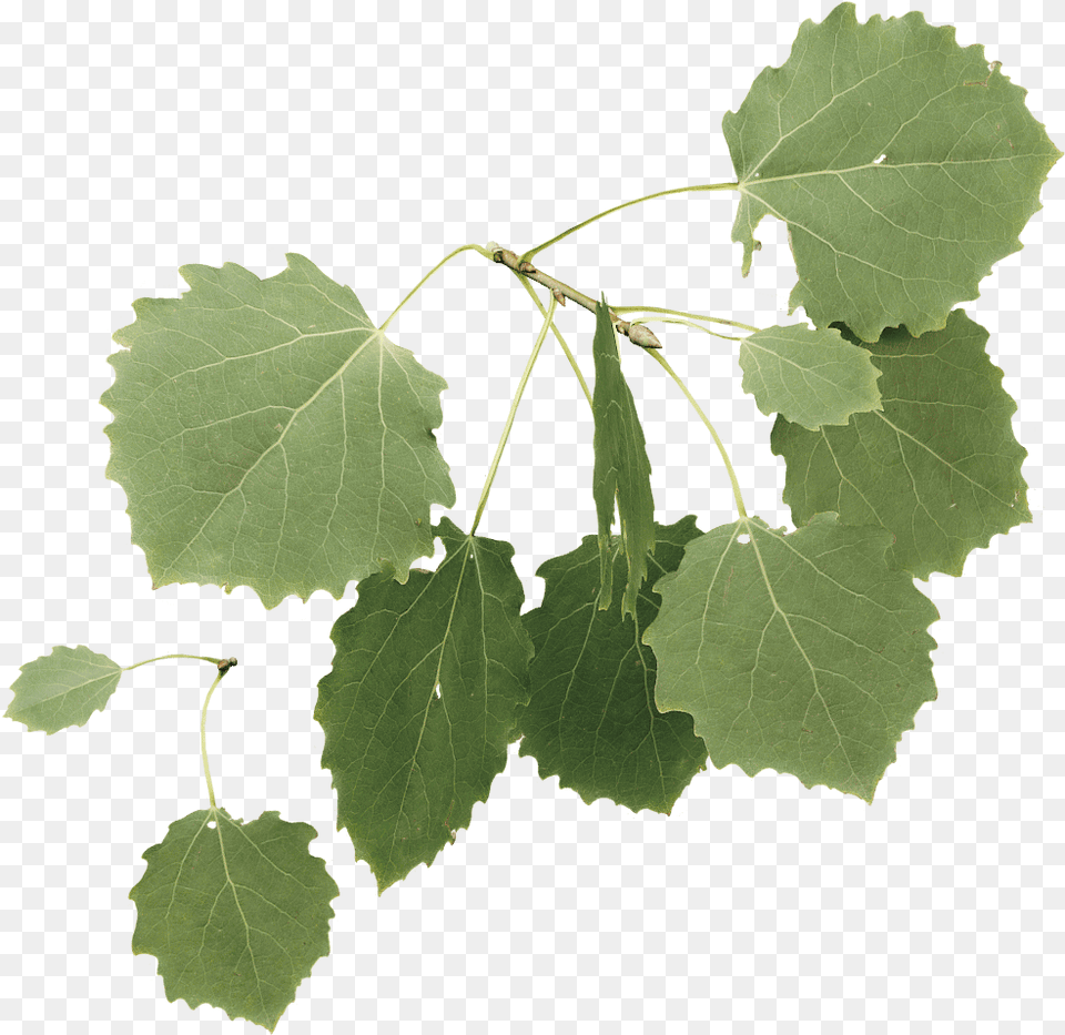 Aspen Tree Leaves, Leaf, Oak, Plant, Sycamore Free Transparent Png