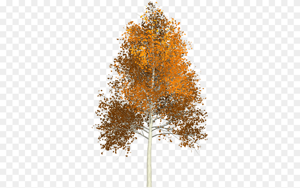 Aspen Tree No Background, Leaf, Maple, Plant Png Image