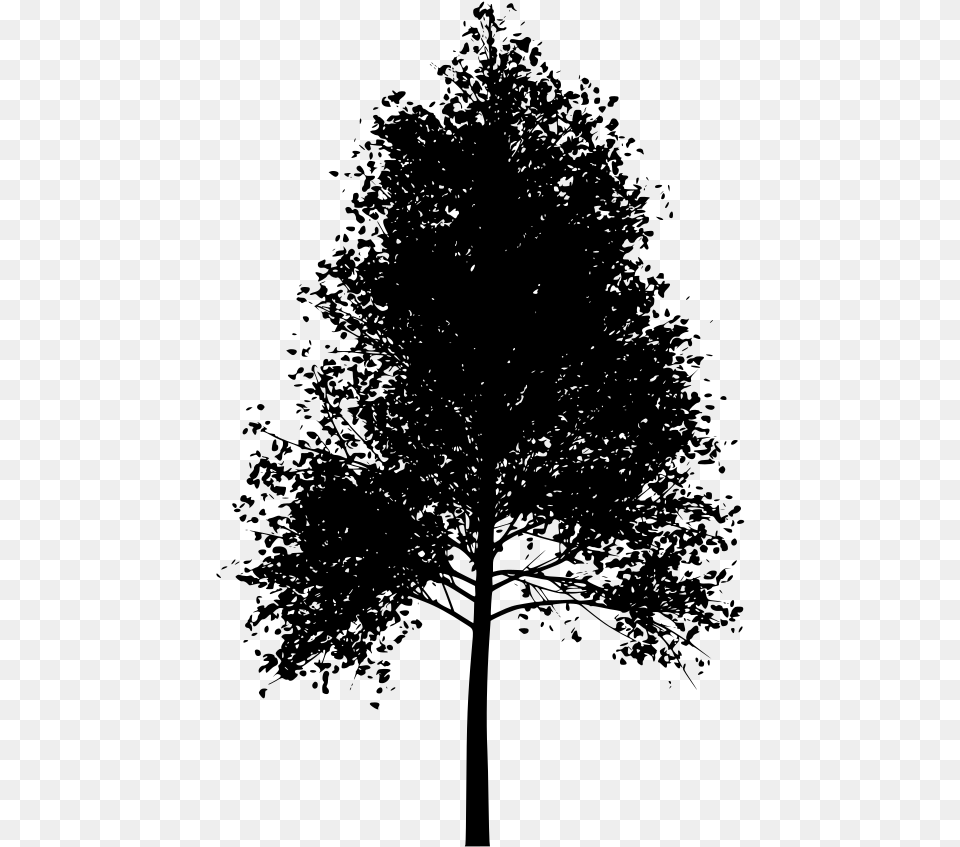 Aspen Tree No Background, Gray Free Png