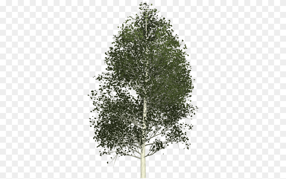 Aspen Tree Painted, Fir, Plant, Conifer Png