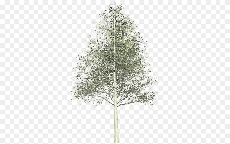 Aspen Tree Painted Birch, Fir, Plant, Conifer Free Png