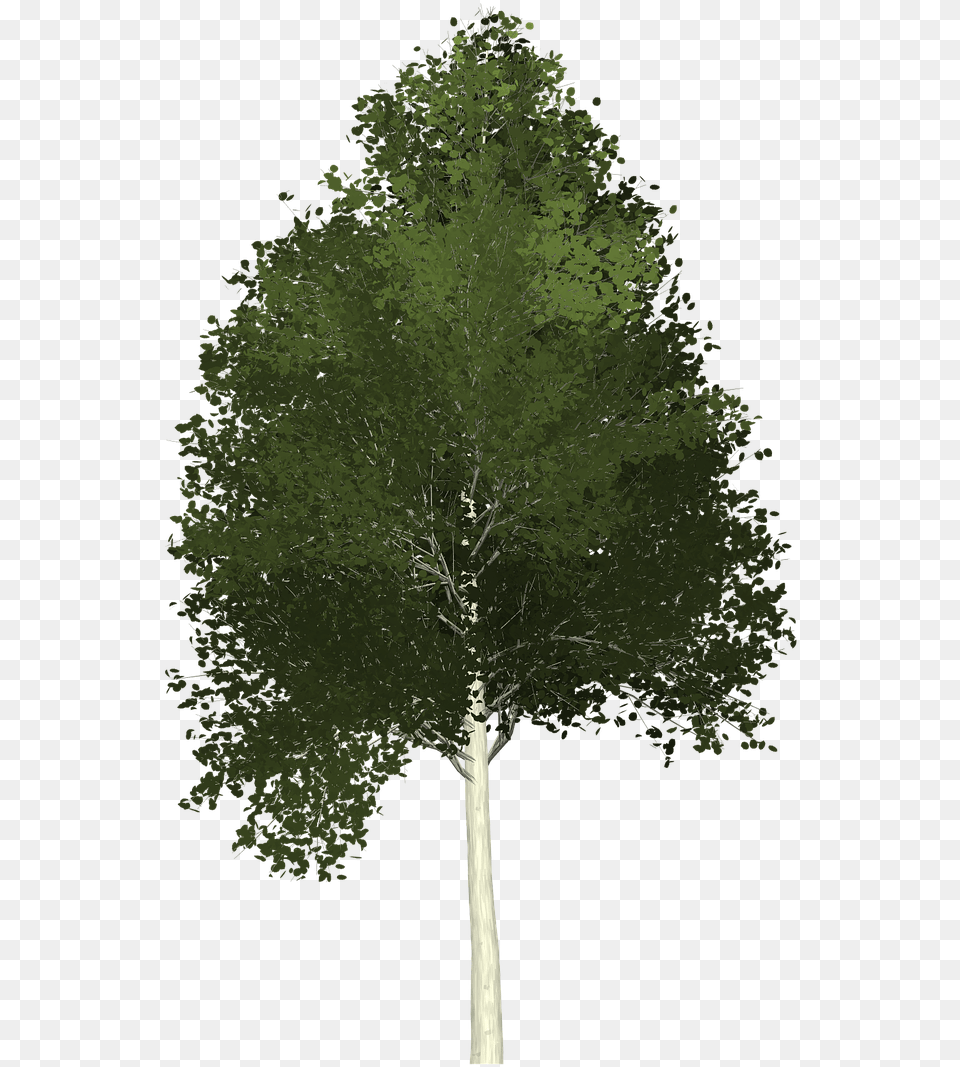 Aspen Tree Painted Tree Photo Aspen Tree Clipart Transparent, Plant, Tree Trunk, Fir, Oak Free Png