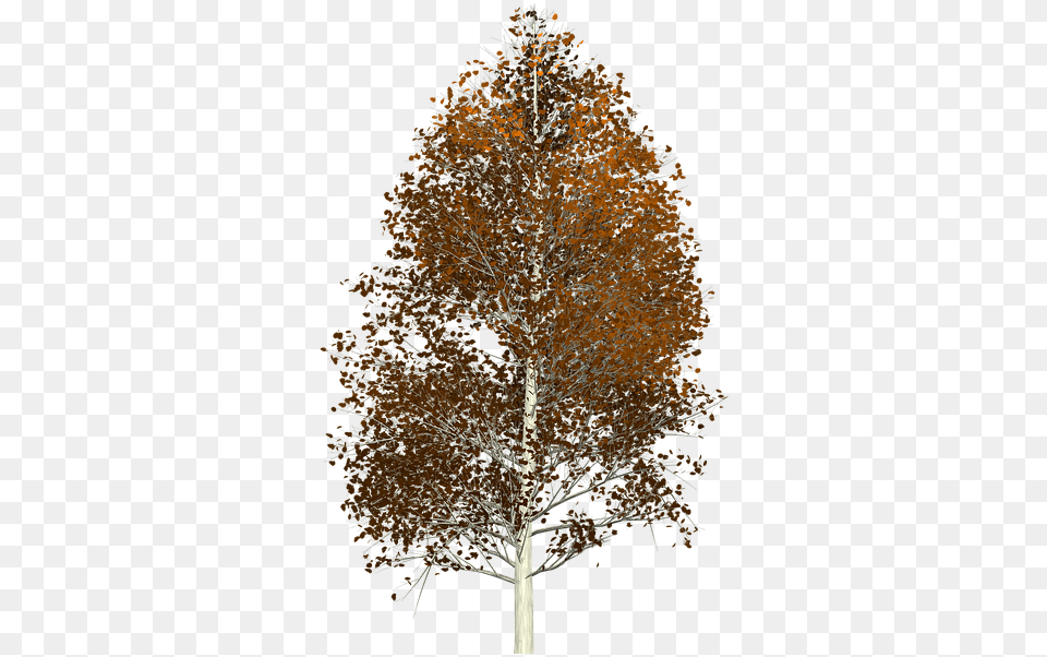 Aspen Tree Painted Tree Nature Brown Aspen Tree Transparent Background, Plant, Fir Free Png Download