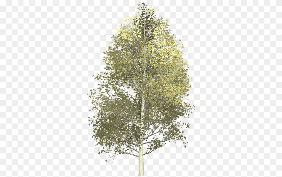 Aspen Tree Painted Tree Nature Yellow Aspen Tree Background, Plant, Tree Trunk, Sycamore, Oak Free Transparent Png