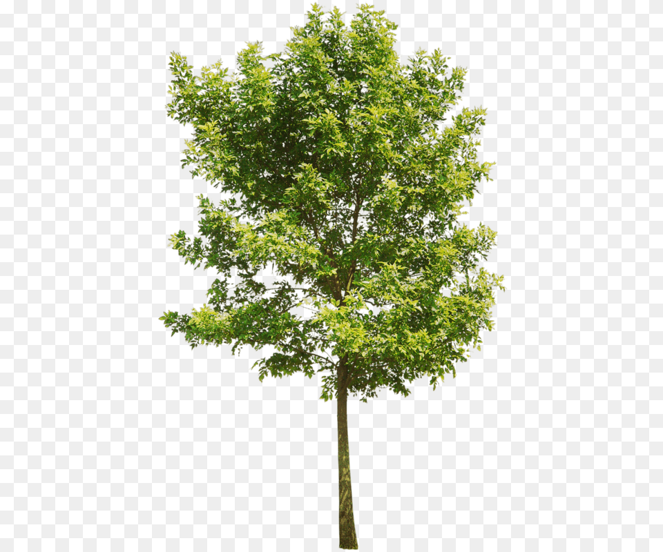 Aspen Tree Red Oak Tree, Leaf, Maple, Plant, Sycamore Free Png