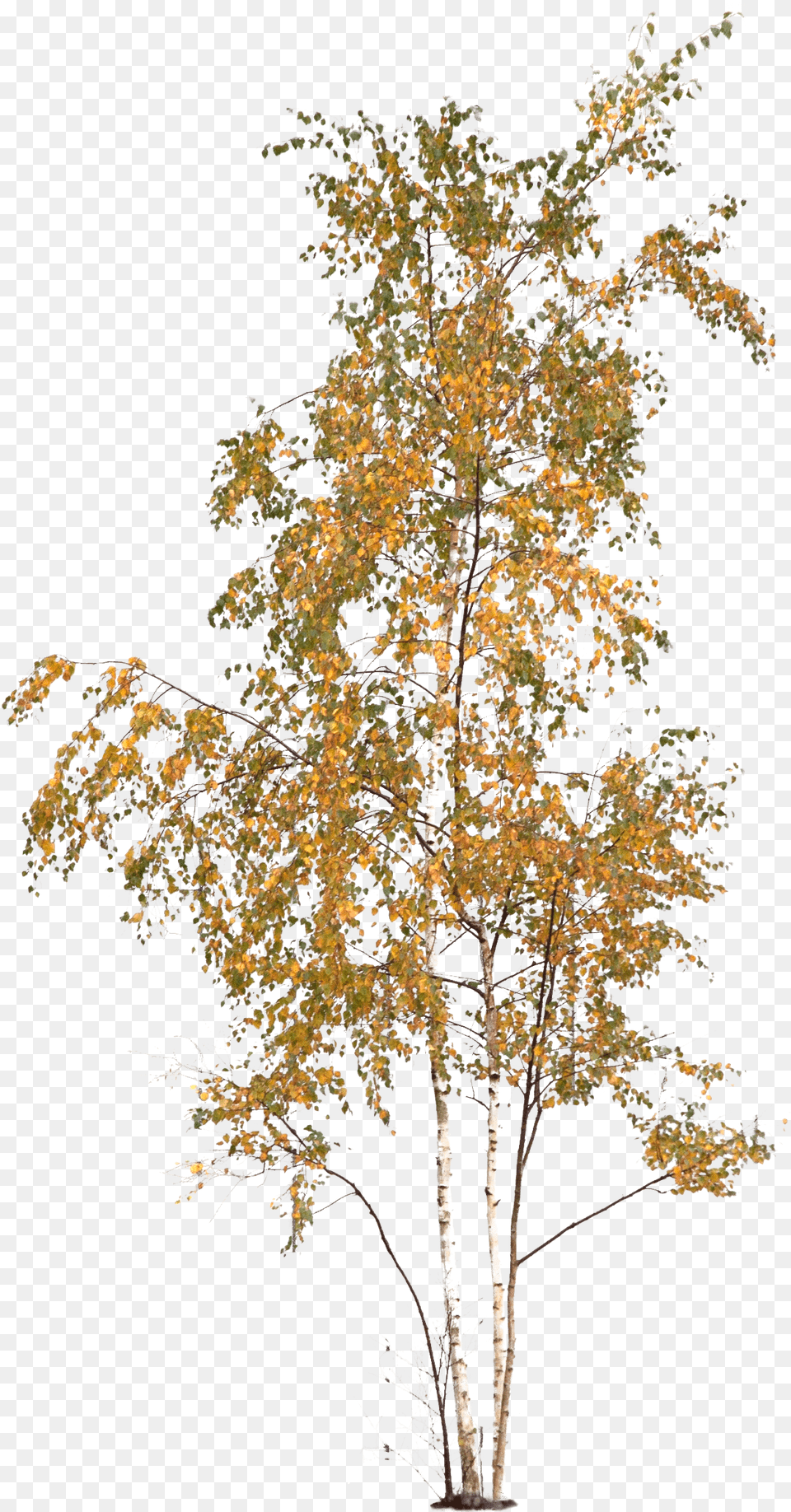 Aspen Tree Temperate Broadleaf And Mixed Forest, Art, Collage, Leaf, Plant Png Image