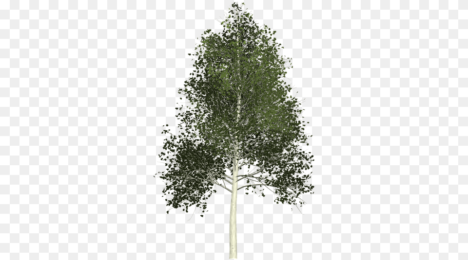 Aspen Tree Background Full Size Download Aspen Tree Background, Fir, Plant, Conifer, Tree Trunk Free Transparent Png